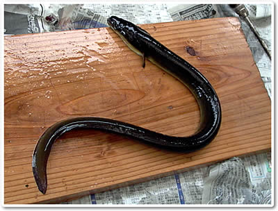 �싙�F�l���\�`���̂��Ȃ���