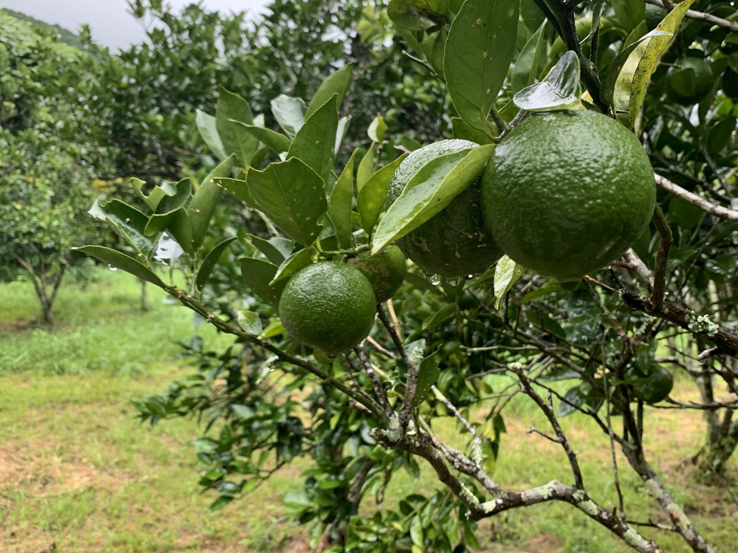 畑のぶしゅかん